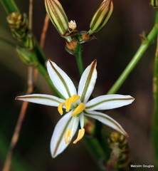 Chlorophytum cooperi