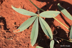 Tephrosia lupinifolia
