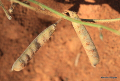 Tephrosia lupinifolia
