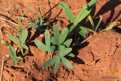 Tephrosia lupinifolia