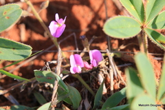 Tephrosia lupinifolia