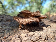 Lentinus stuppeus