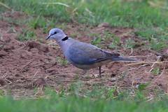 Streptopelia capicola