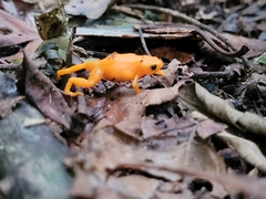 Brachycephalus rotenbergae