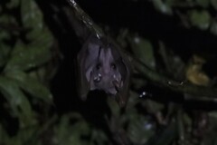 Hypsignathus monstrosus