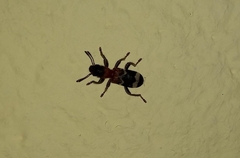 Thanasimus formicarius