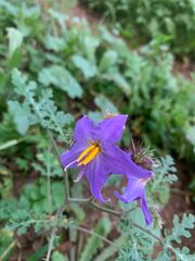 Solanum citrullifolium
