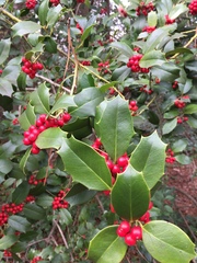 Ilex