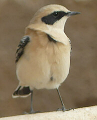 Oenanthe hispanica