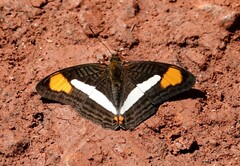 Adelpha thessalia