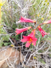 Zephyranthes phycelloides