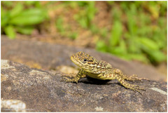 Stenocercus crassicaudatus