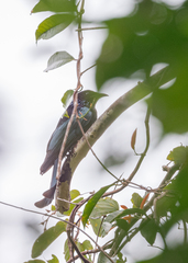 Dicrurus hottentottus