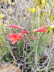 Zephyranthes phycelloides