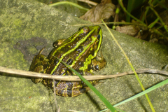 Pelophylax
