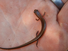 Eurycea multiplicata