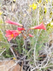 Zephyranthes phycelloides