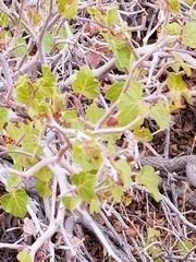 Rhus aromatica simplicifolia