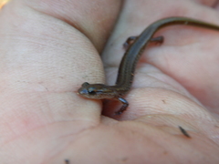 Eurycea multiplicata