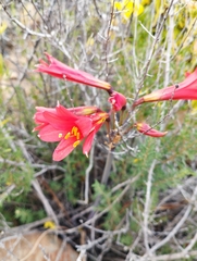 Zephyranthes phycelloides