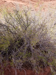 Rhus aromatica simplicifolia