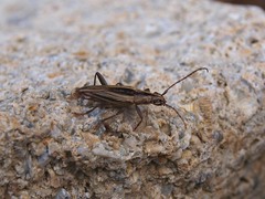 Navomorpha sulcata