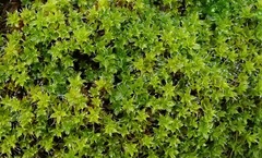 Syntrichia montana
