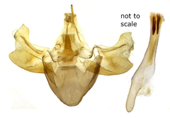 Eulithis luteolata