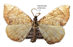 Eulithis luteolata