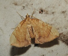 Eulithis luteolata