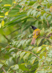 Rubigula flaviventris