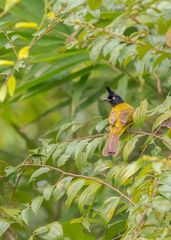 Rubigula flaviventris