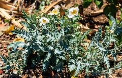 Argemone glauca
