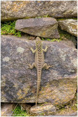 Stenocercus crassicaudatus