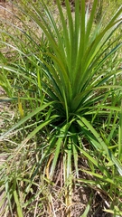 Eryngium horridum