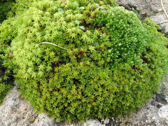 Syntrichia montana