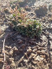 Limonium duriusculum