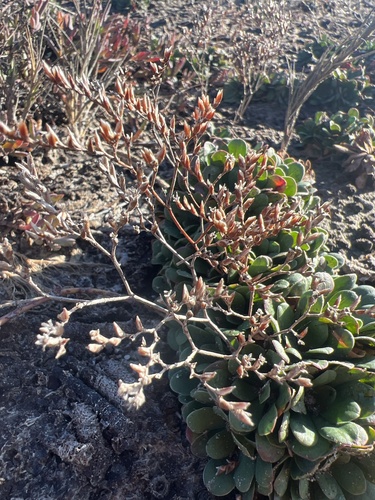 iNaturalist observation photo of European sea lavender
