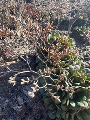 Limonium duriusculum