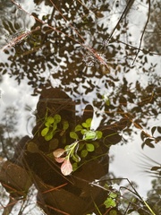 Ludwigia repens