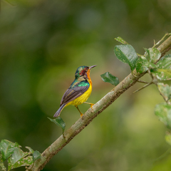 Chalcoparia singalensis