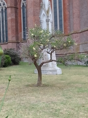 Erythrina crista-galli