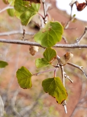 Rhus aromatica simplicifolia
