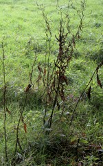 Rumex sanguineus