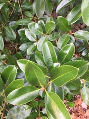 Ilex