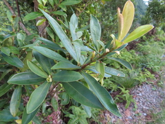 Myrsine seguinii