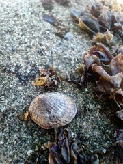 Siphonaria lessonii