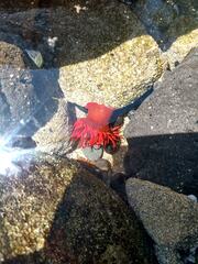 Anemonia alicemartinae