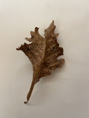 Neuroterus saltarius