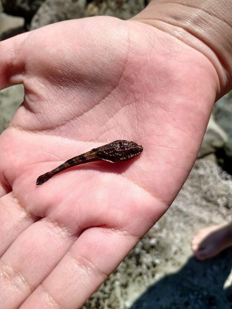 Snailfish (Agonopsis chiloensis) — Agonidae